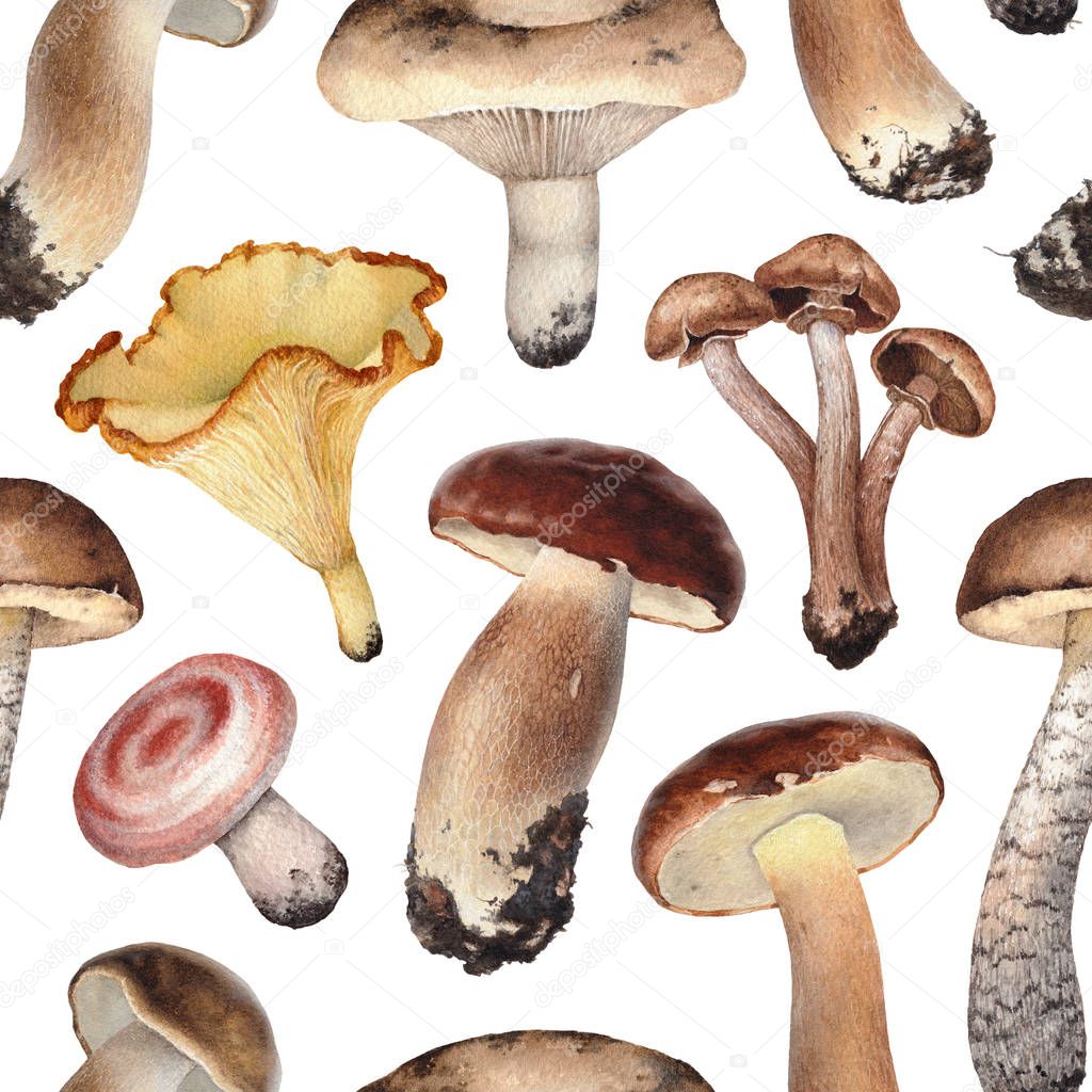 Watercolor illustration of mushrooms