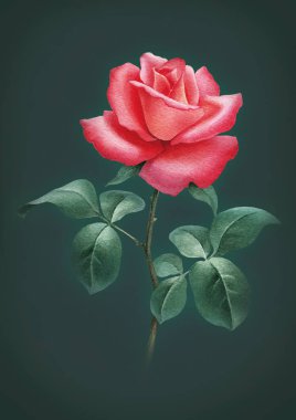 Gül çiçek suluboya çizimi.