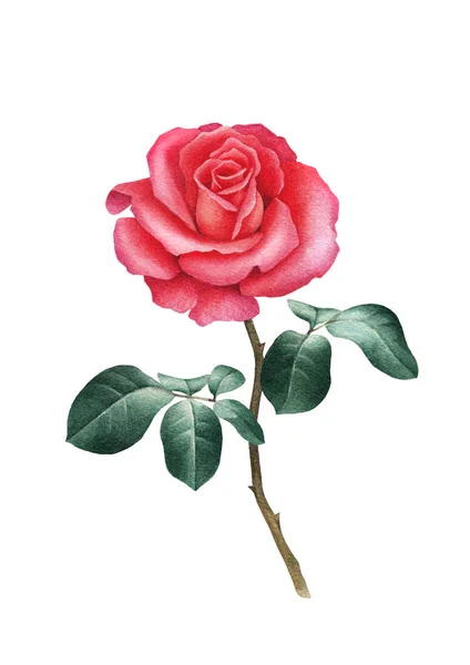 Ilustração aquarela de uma flor de rosa — Fotografia de Stock