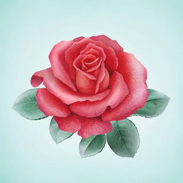 Aquarell-Illustration einer Rosenblume. — Stockfoto