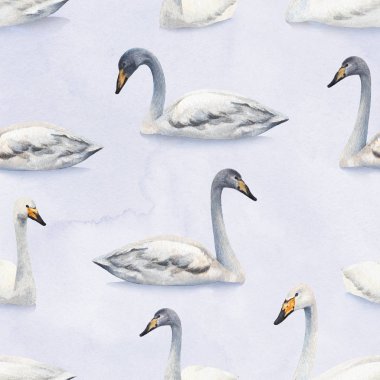 Suluboya beyaz sessiz Kuğu