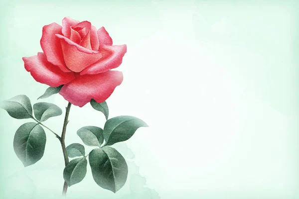 Akvarell ros blomma — Stockfoto