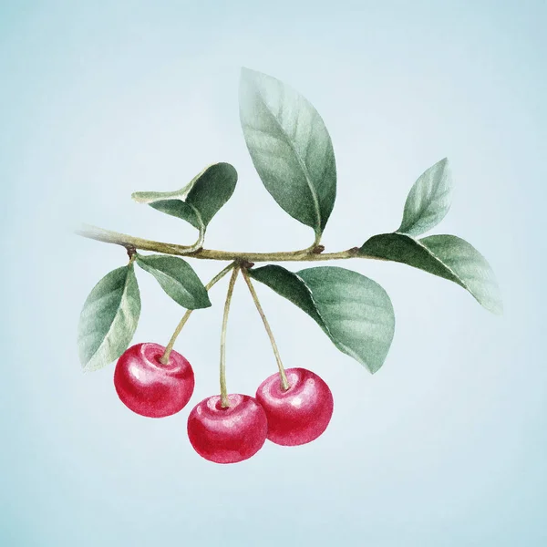 Akvarell körsbär med blad — Stockfoto