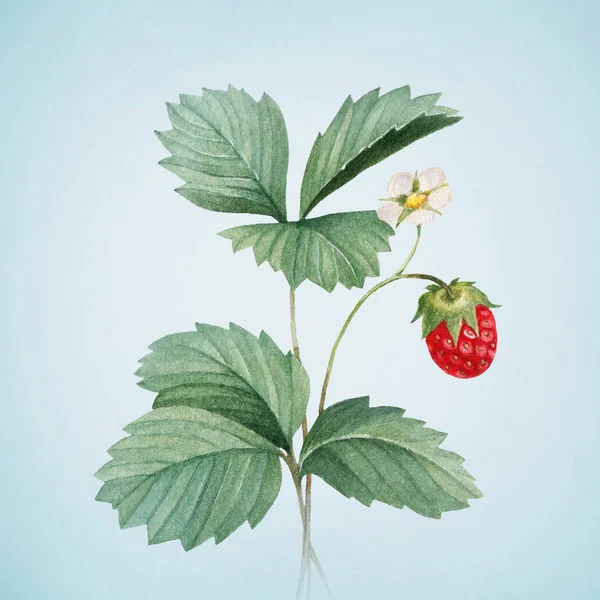 Aquarelle fraises aux feuilles — Photo