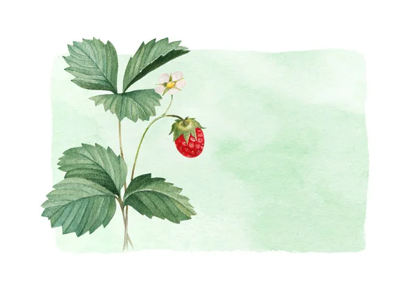 Watercolor strawberries with leaves — Stock Photo, Image