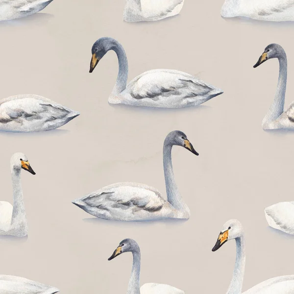 Акварельные белые немые лебеди — стоковое фото