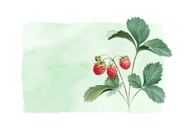 Akvarell jordgubbar med blad — Stockfoto