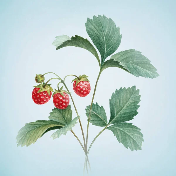 Aquarell Erdbeeren mit Blättern — Stockfoto