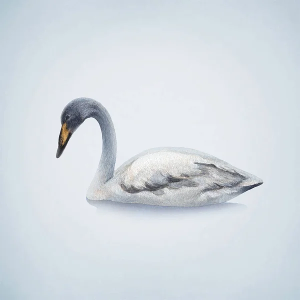 Watercolor white mute swan — Stock Photo, Image