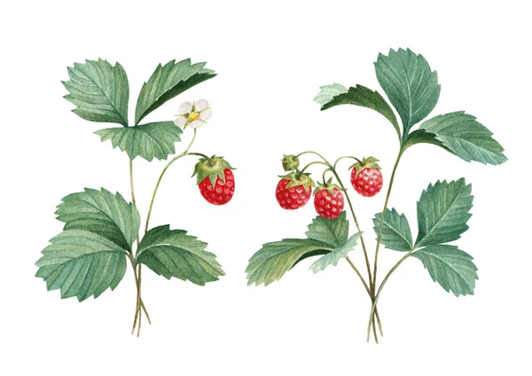 水彩草莓叶 — 图库照片