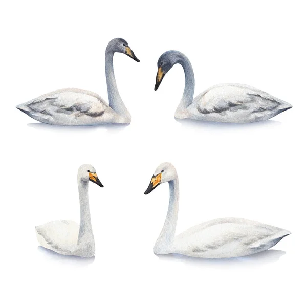 Watercolor mute swans — Stock Photo, Image