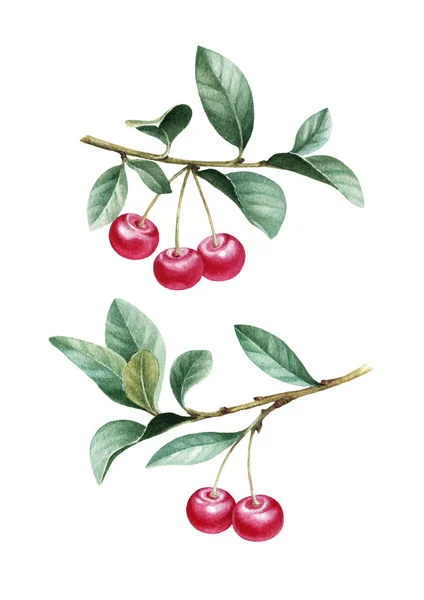 Akvarell cseresznye levelekkel — Stock Fotó