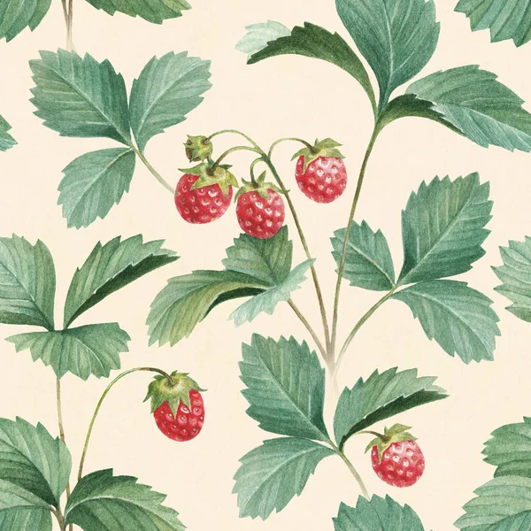 Aquarelle fraises aux feuilles — Photo