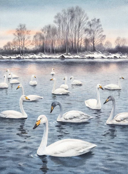 Witte Knobbelzwaan op een meer. Aquarel schilderij — Stockfoto