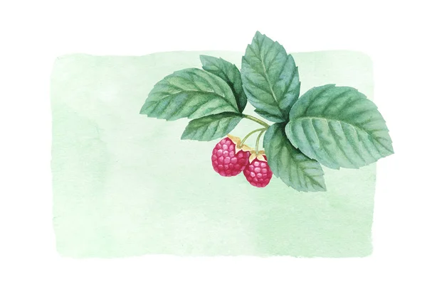 Watercolor raspberries with leaves — Stock Photo, Image