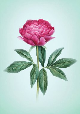 Pembe şakayık çiçeği