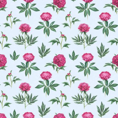 Pembe şakayık çiçekleri