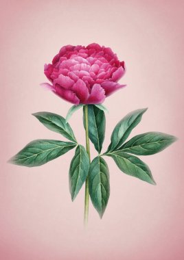 Pembe şakayık çiçeği