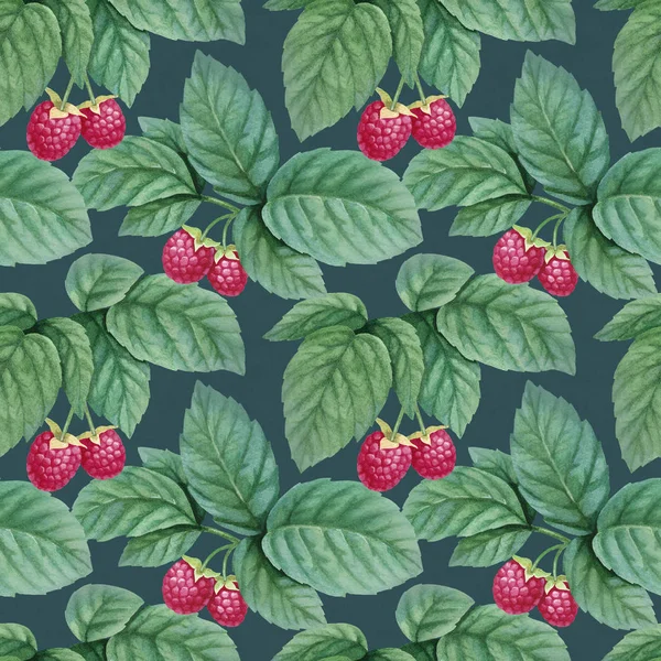 Branches of ripe raspberries — Stock Photo, Image