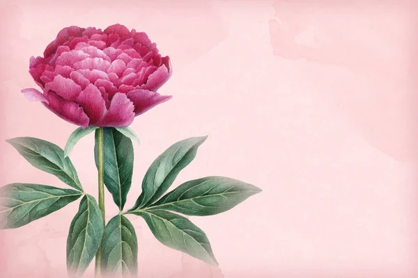 Fleur pivoine rose — Photo