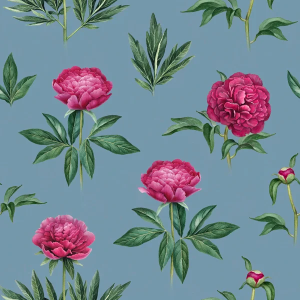 Rosafarbene Pfingstrosenblüten — Stockfoto