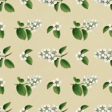 beyaz çiçekler açan elma ağacının