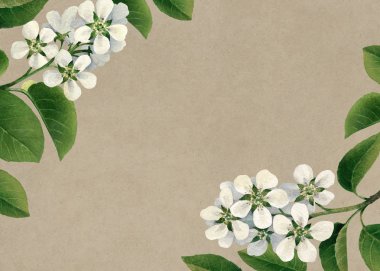 elma ağacı çiçek dalları