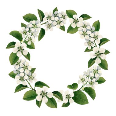 elma ağacı çiçek dalları