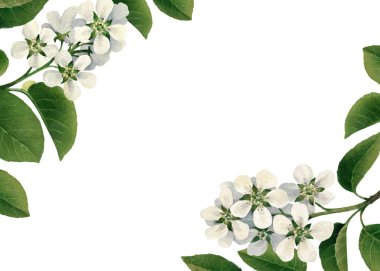 elma ağacı çiçek dalları