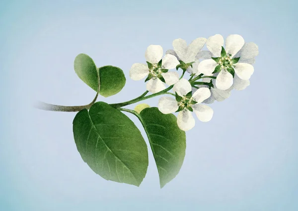 Bílé květy jabloň v květu — Stock fotografie