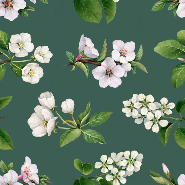 Άσπρα λουλούδια της μηλιάς στην άνθιση — Φωτογραφία Αρχείου