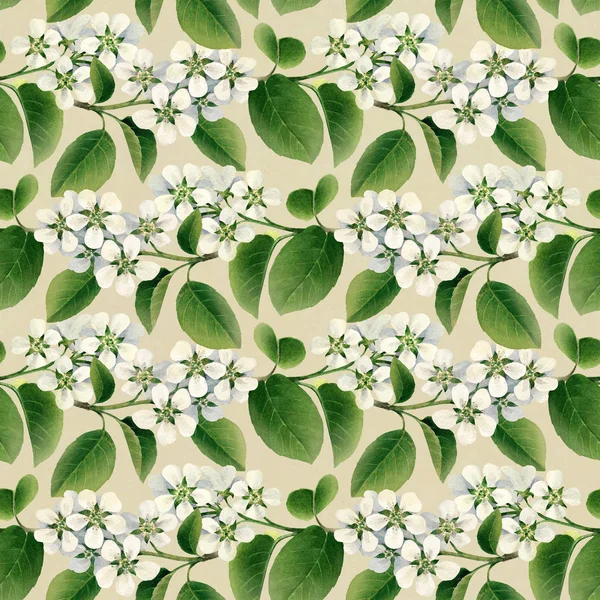 Белые цветы яблони в цвету — стоковое фото