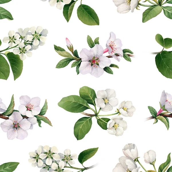 Flores blancas de manzano en flor —  Fotos de Stock