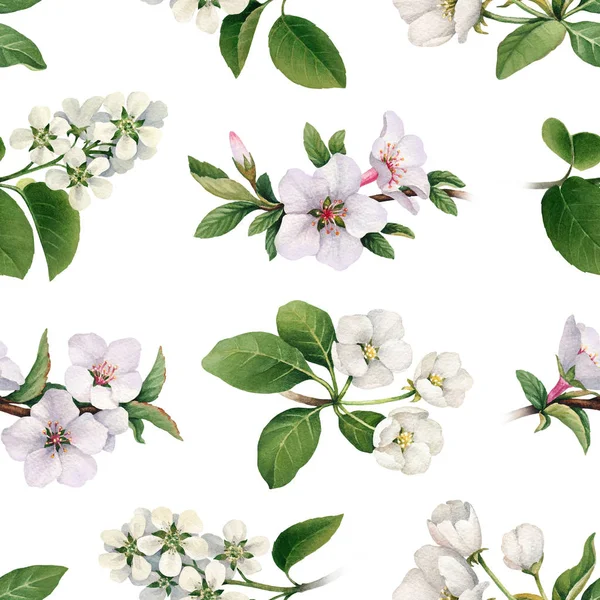 Witte bloemen van apple boom in bloei — Stockfoto