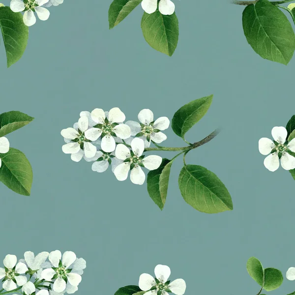 Witte bloemen van apple boom in bloei — Stockfoto