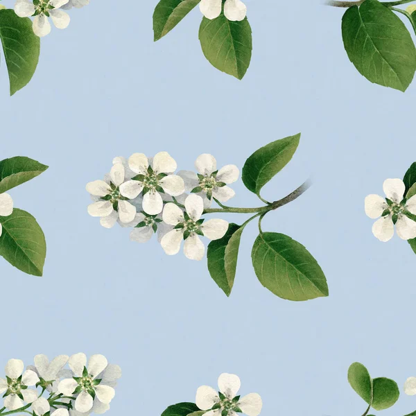 Witte bloemen van apple boom in bloei — Stockfoto