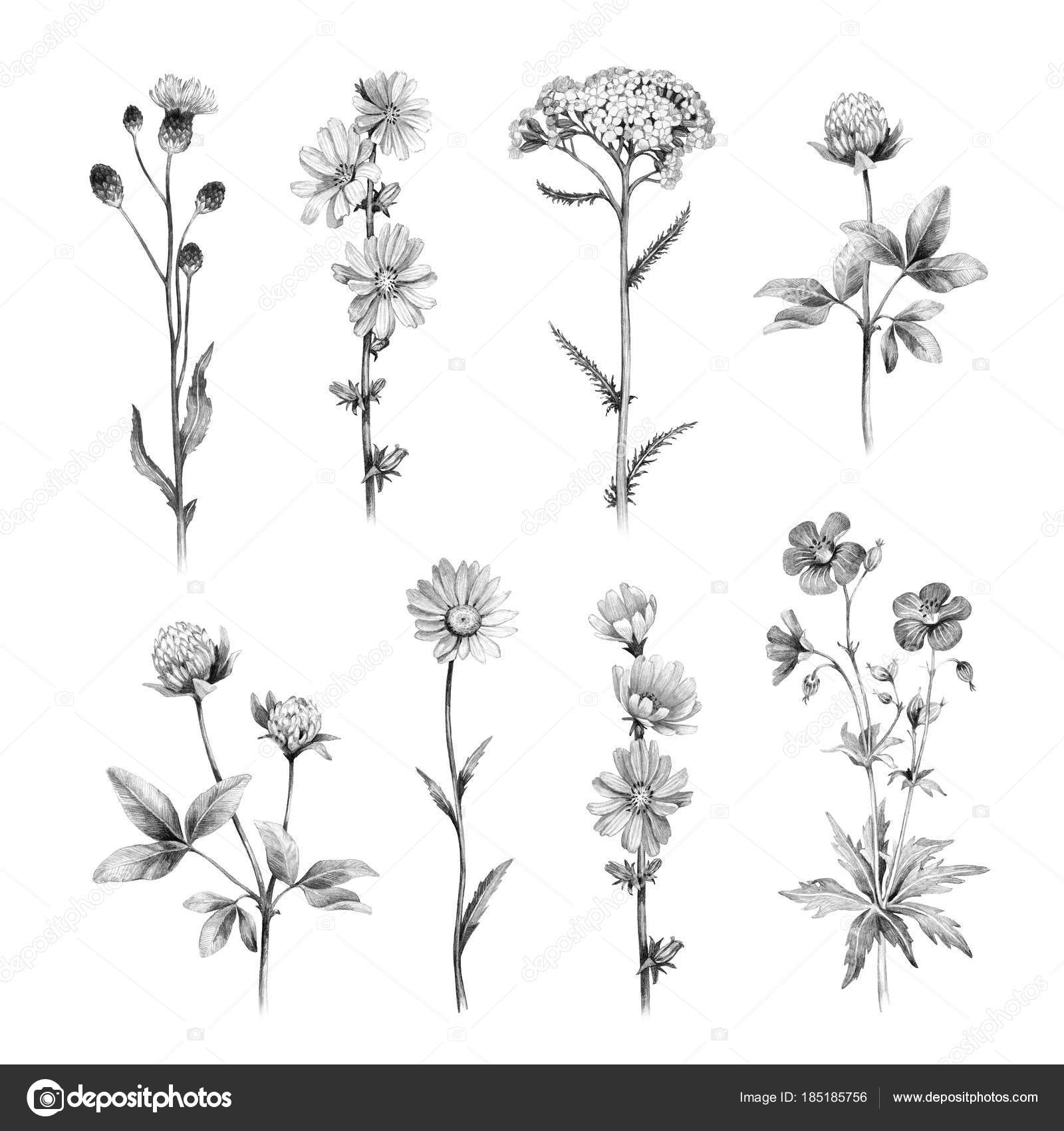 Rysunki Ołówkiem Dzikich Kwiatów Białym Tle Zdjęcie