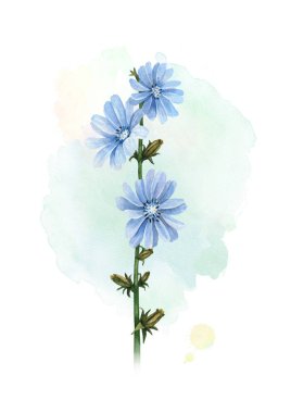 Hindiba çiçek suluboya çizimi