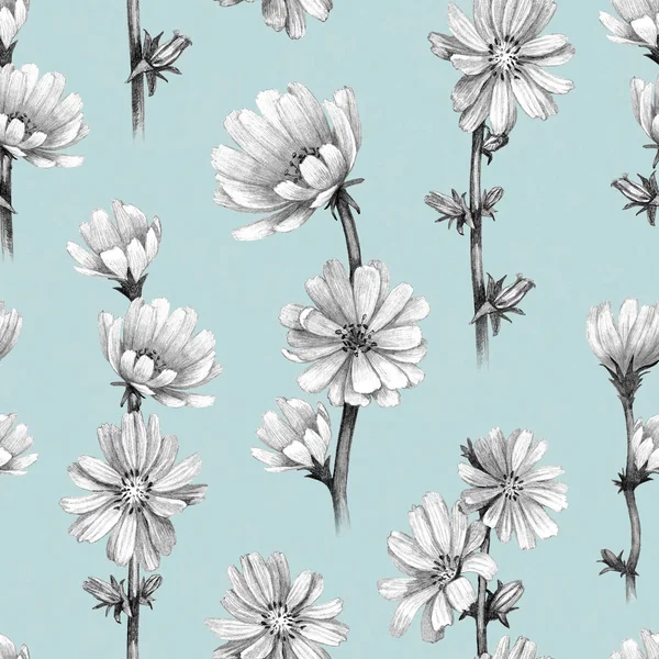 Drawings Chicory Flowers Seamless Pattern — Stock Photo, Image