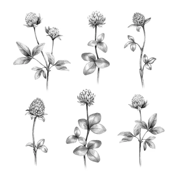 Pencil Drawings Clover Flowers White Background — Stock Photo, Image