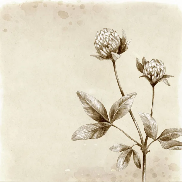 Yonca Çiçek Çizim Antika Arka Plan — Stok fotoğraf