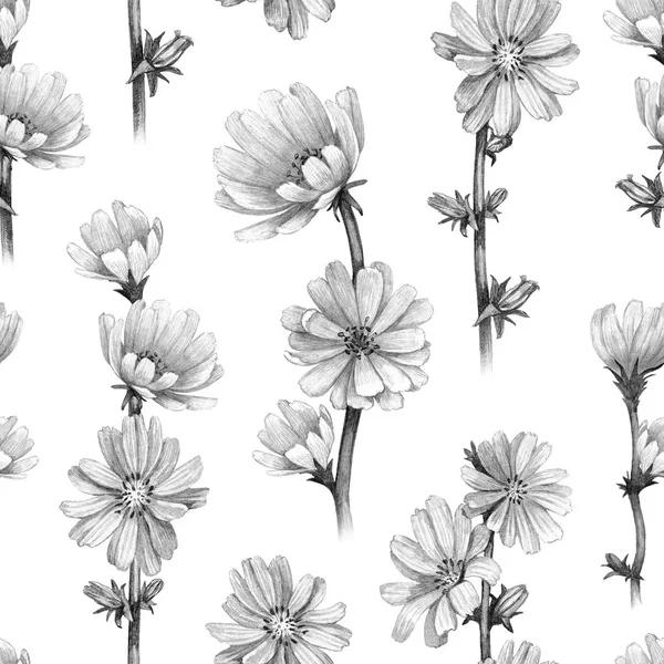 Drawings of chicory flowers. Seamless pattern