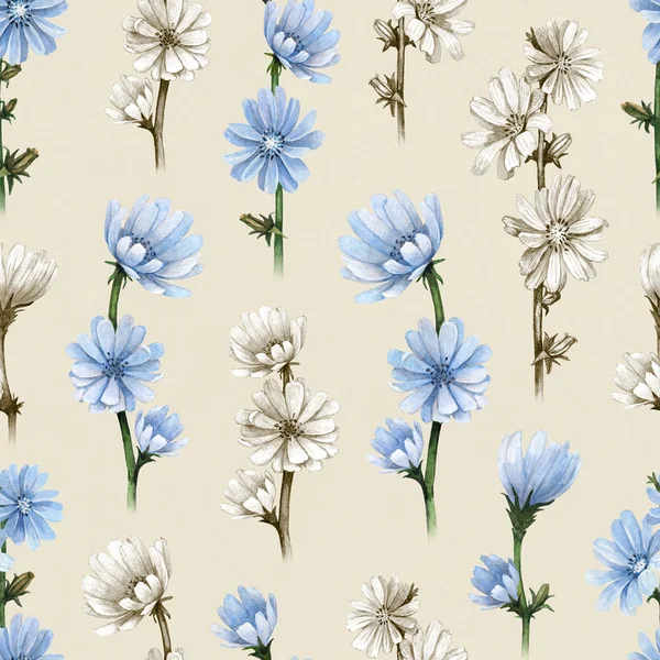 Ілюстрації Цикоріальних Квітів Безшовний Візерунок — стокове фото