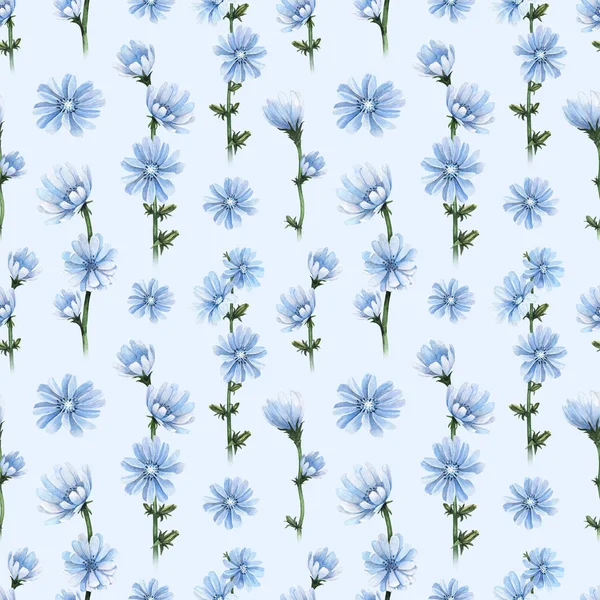 Watercolor Illustrations Chicory Flowers Seamless Pattern — Stock Photo, Image