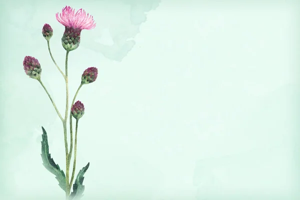 アザミの花の水彩イラスト — ストック写真