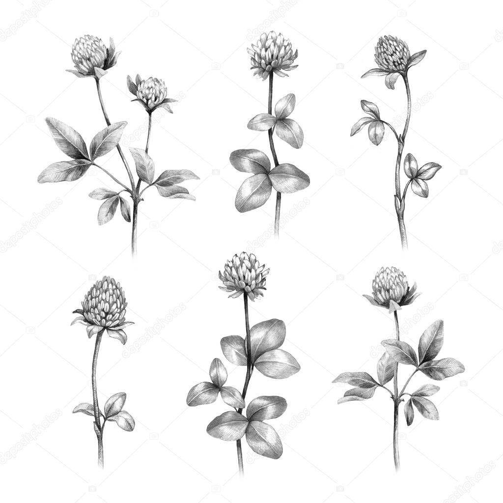 Pencil drawings of clover flowers on white background 