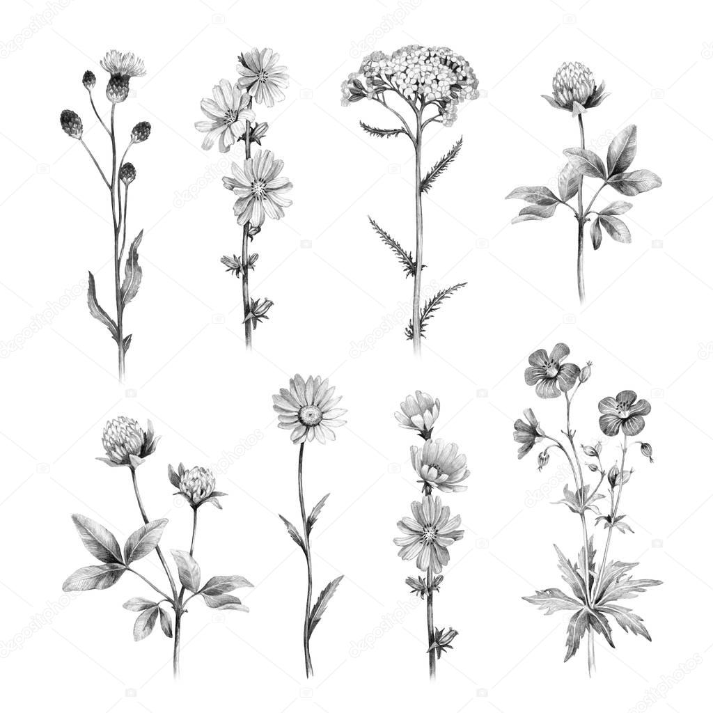 Pencil drawings of wild flowers isolated on white 