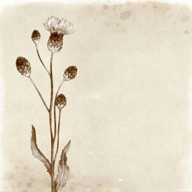 Thistle çiçek çizimi el çekilmiş