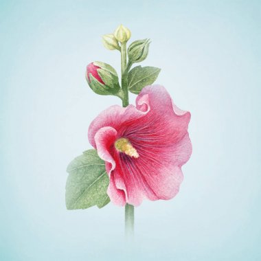 Watercolor illustration of a mallow flower. Perfect for greeting cards clipart