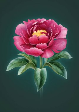 Şakayık çiçeği suluboya çizimi. Mükemmel tebrik kartları ve davetiyeler